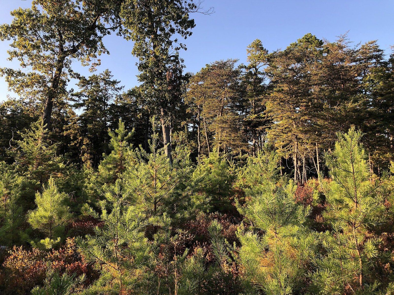 Pitch pines and young pine saplings in Wharton State Forest in the New Jersey Pinelands, a Wikimedia Commons photograph in Michael Stern's encyclopedia